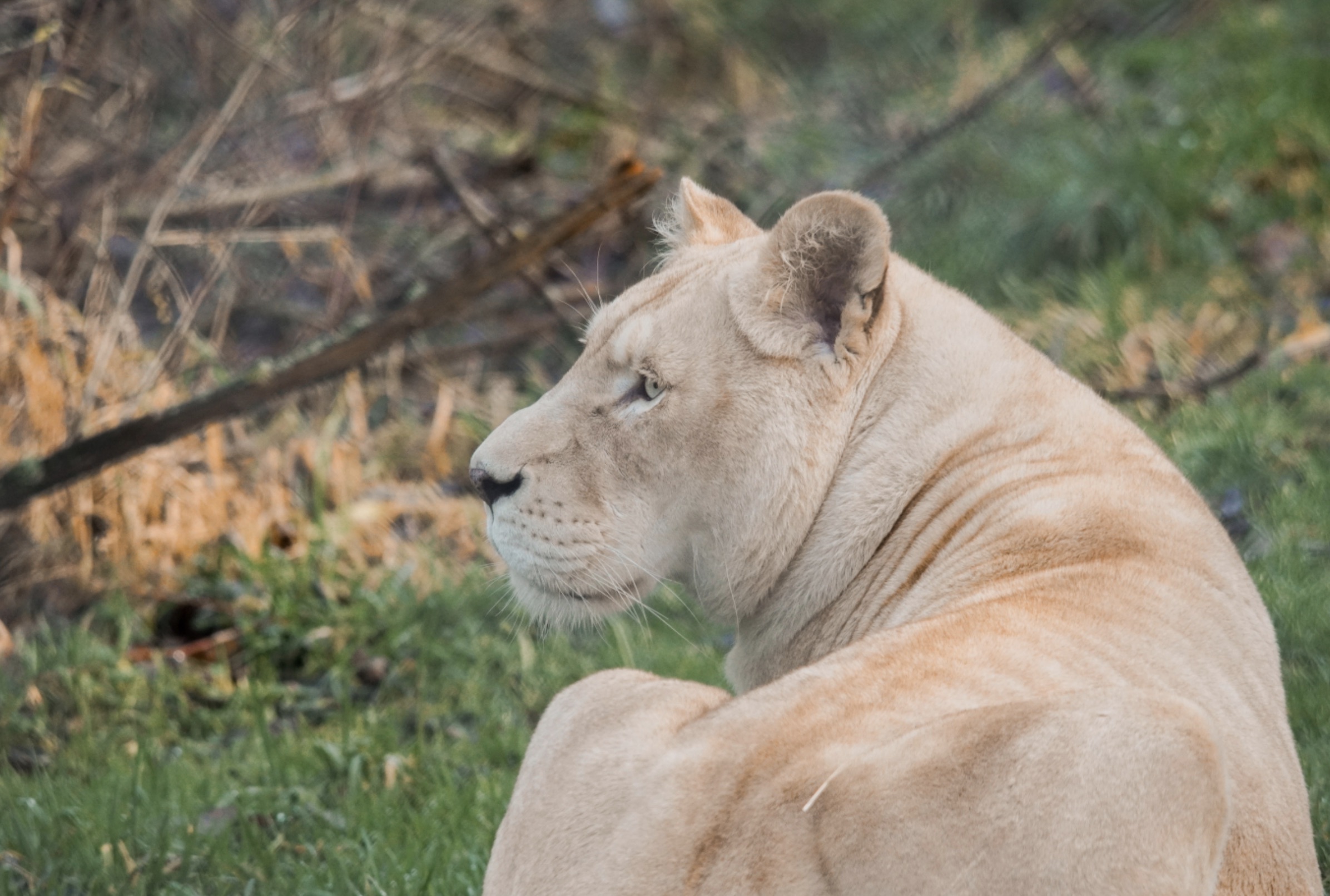A female lion looks into the distance